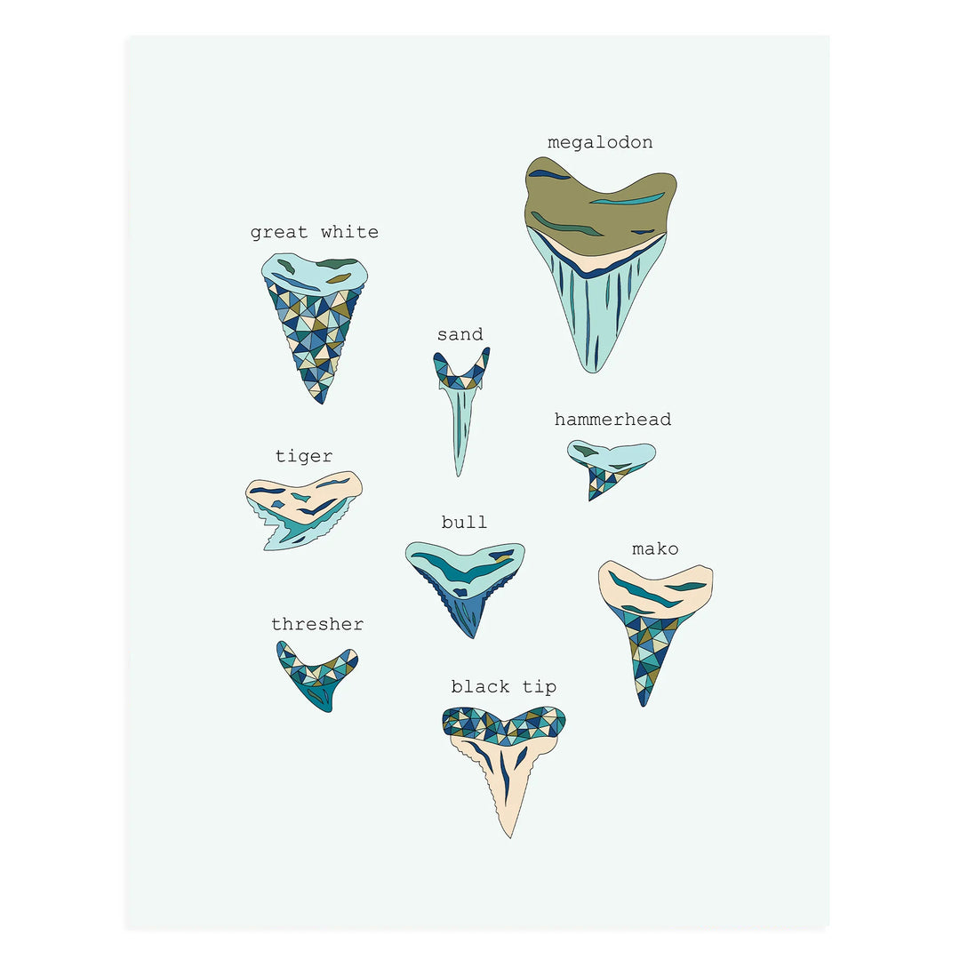 Shark Tooth 11 x 14 Print